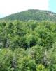 Whiteface2