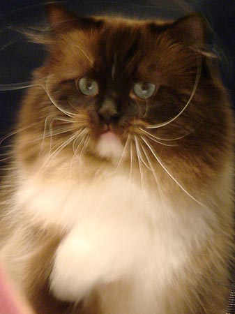 Himalayan