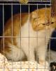 Exotic Shorthair