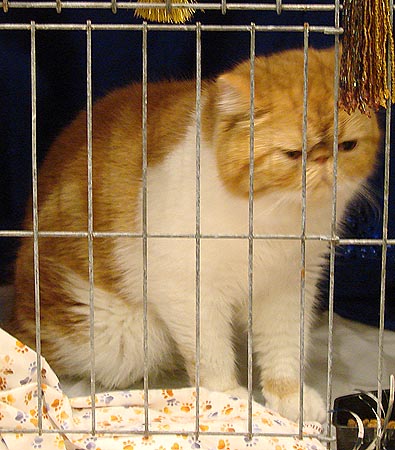 Exotic Shorthair