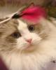 Ragdoll