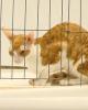 Cornish Rex