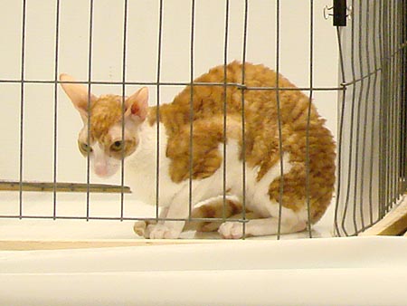 Cornish Rex