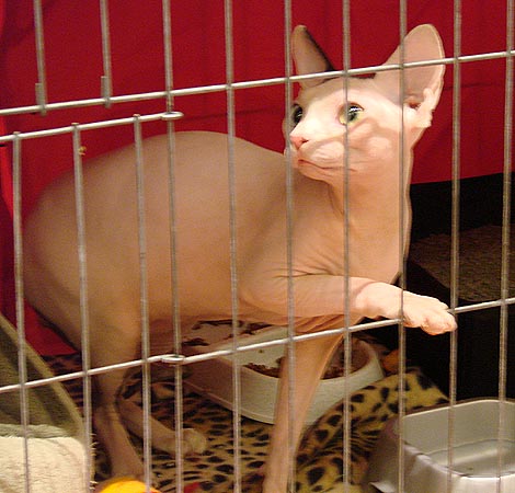 Sphynx