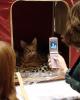 Ocicat