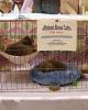 Retired Show Cats