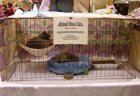 Retired Show Cats