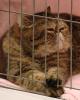 Exotic Shorthair