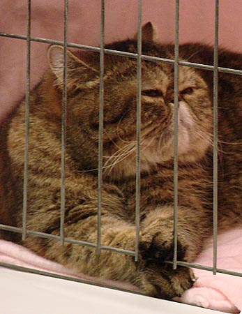 Exotic Shorthair