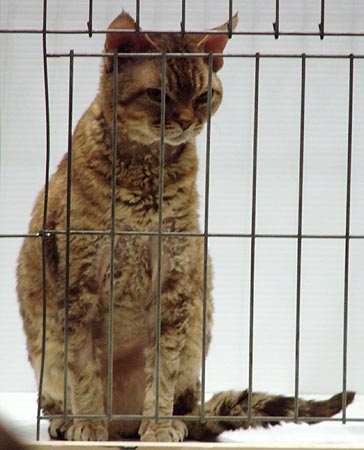 catshow7-no93waitsforhisturn