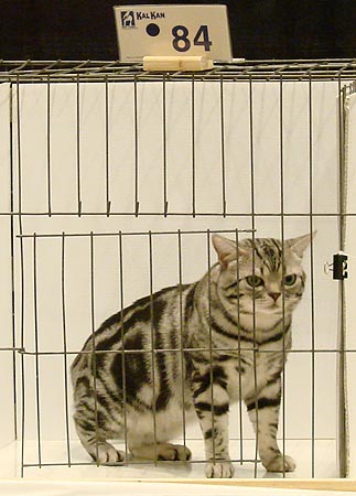 catshow9-americanshorthair