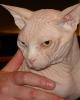 Sphynx
