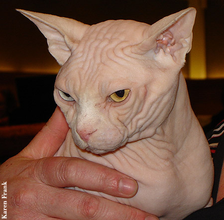 Sphynx