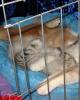 Saintly City Cat Show - Karen's Photos
