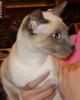 Siamese