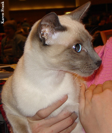 Siamese
