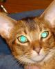 Abyssinian