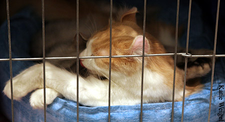 Scottish Fold sleep