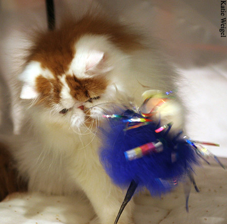 Playful