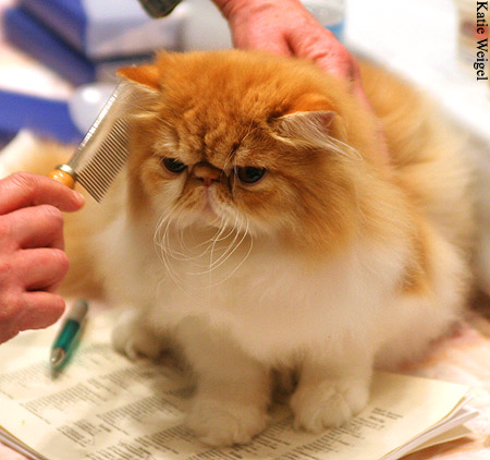 A beautiful persian