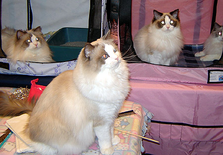 DSC02452