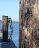 Jetty Island