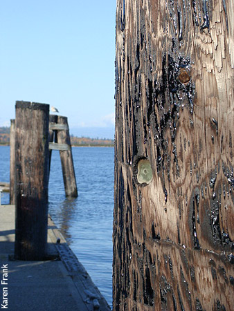 Jetty Island